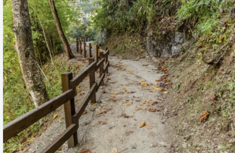 Un sendero entre árboles con una baranda de madera